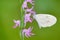 Neottianthe Cucullata, Hoodshaped Orchid, pink flower in nature with butterfly. Flowering European terrestrial wild orchid in natu