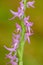 Neottianthe Cucullata, Hoodshaped Orchid, pink flower in nature forest habitat. Flowering European terrestrial wild orchid in