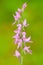 Neottianthe Cucullata, Hoodshaped Orchid, pink flower in nature forest habitat. Flowering European terrestrial wild orchid in