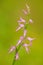 Neottianthe Cucullata, Hoodshaped Orchid, pink flower in nature forest habitat. Flowering European terrestrial wild orchid in natu