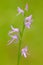 Neottianthe Cucullata, Hoodshaped Orchid, pink flower in nature forest habitat. Flowering European terrestrial wild orchid in natu