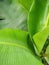 Nepal banana green leaf plant fresh organic