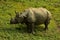 Nepal, Chitwan National Park. Rhinio