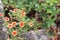 Nepal cinquefoil, Potentilla nepalensis Miss Willmott, flowering in rock garden