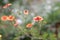 Nepal cinquefoil, Potentilla nepalensis Miss Willmott, flowers and buds