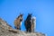 Nepal - Horse wanderers