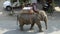 NEPAL - NOVEMBER 11, 2018: Elephant Handler Riding along the Street