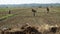 NEPAL - NOVEMBER 11, 2018: Local Nepalese People Working in Field in Rural Area. Agriculture in Nepal