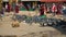 Nepal - November 11, 2018: people feeding pigeon birds near Boudhanath Temple in Kathmandu