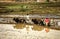 Nepalese farmers cultivate the field on oxen