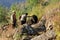 Nepalese farmers plowing his field with two yak. Everest region, Himalayas, in Nepal on March 20, 2014