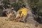 Nepalese farmers rest after the harvest