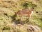 Nepalese goat find and eating grass on floor of grassland meadow at outdoor rural countryside in Pokhara metropolitan city as the