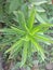 Nepalese Hemp may refer to any of various fiber bearing plants