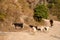 Nepalese herder taking her goats along a path