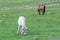 Nepalese horses graze at uphill pasture near the nomad camp