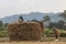 Nepalese peasants harvesting field in Pokhara, Nepal