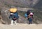 Nepalese porters carrying a havy load and Tibetan mastiff puppy