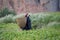 Nepalese woman goes to collect the vegetables in the garden, with a basket behind his back, in the village of Chusang