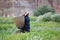 Nepalese woman goes to collect the vegetables in the garden, with a basket behind his back, in the village of Chusang