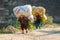 Nepalese Women Carrying Harvest