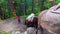 Nepali child drives a herd of donkeys