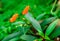 Nepenthe tropical carnivore plant. Venus Flytrap flowers