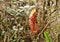 Nepenthe. Tropical pitcher plant