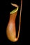 Nepenthes