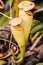 Nepenthes