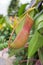 Nepenthes