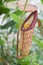 Nepenthes