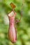 Nepenthes