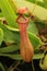 Nepenthes alata