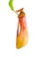 Nepenthes Alata, a carnivorous Plant,with green le