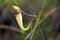 Nepenthes Albomarginata carnivorous plant