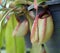 Nepenthes with blurred background