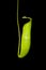 Nepenthes a carnivorous plant