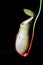 Nepenthes a carnivorous plant