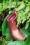 Nepenthes carnivorous plant