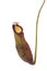 Nepenthes a carnivorous plant