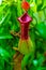 Nepenthes a Carnivorous plant