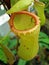 Nepenthes, carnivorous plant, insectivorous plant