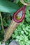 Nepenthes - carnivorous plant, tropical pitcher plant or monkey cup
