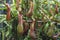 Nepenthes - carnivorous plants growing in tropical Asia