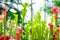 Nepenthes carnivorous plants in the morning mist in the rain forest