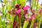 Nepenthes carnivorous plants in the morning mist in the rain forest