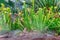 Nepenthes carnivorous plants in the morning mist in the rain forest