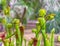 Nepenthes carnivorous plants in the morning mist in the rain forest