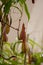 Nepenthes carnivorous tropical pitcher plants or monkey cups with pitchers and leaves